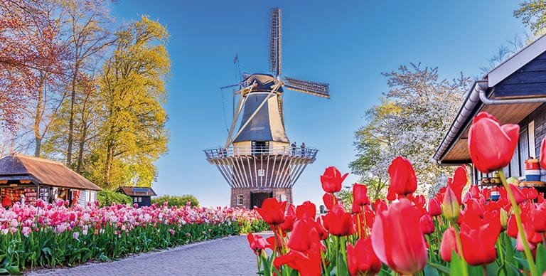 A windmill and tulips in the Keukenhof Gardens, Netherlands
